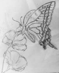 See more ideas about butterfly drawing, butterfly, drawings. Butterfly Sketch By Thesilversiren1 On Deviantart