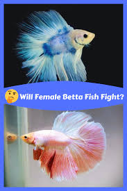 Will Female Betta Fish Fight In 2020 Betta Fish Betta Baby Betta Fish