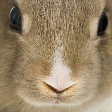 See more ideas about bunny face, easter crafts, easter bunny. Rabbit Face Stock Photos And Images 123rf
