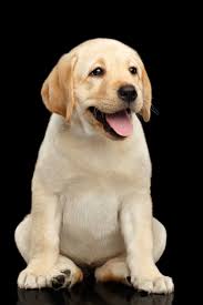 Golden Labrador Retriever Puppy Funny Sitting And Smiling Isolated On Black Background Front View Labradorretr Labrador Retriever Labrador Puppy Labrador Dog