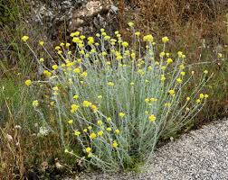 Image result for Helichrysum cephaloideum