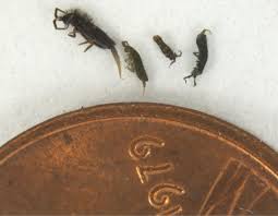 Check spelling or type a new query. The Bug Box Springtail Idaho Postregister Com