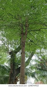 Image result for Terminalia neotaliala