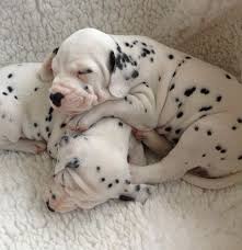 Professional Creative Resume Template For Ms Word Modern Resume Design Cv Template Design Instant Digital Download Anna Dalmatian Puppy Dalmatian Dogs Dalmatian