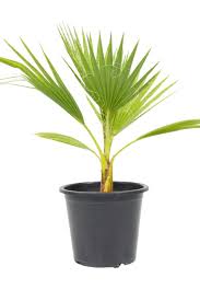 Image result for Washingtonia