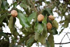Image result for Parinari excelsa
