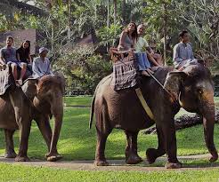 Elephant safari through lush forests and trails