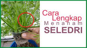 Maybe you would like to learn more about one of these? Cara Menanam Seledri Dalam Polybag Youtube
