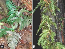 Image result for Vandenboschia gigantea