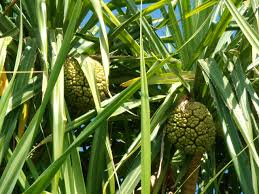 Image result for Pandanus odoratissimus