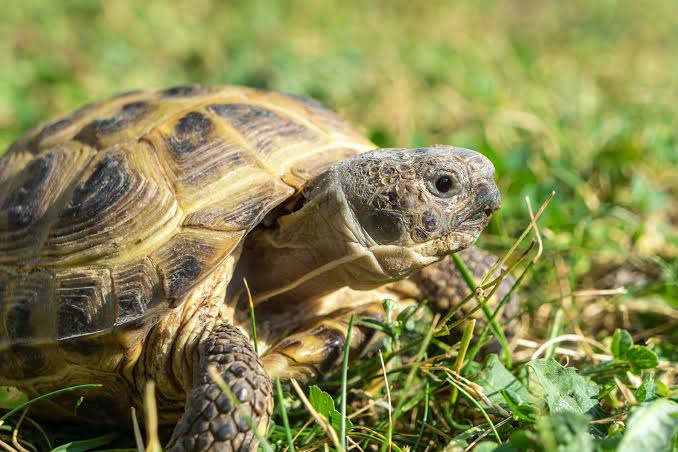Russian tortoise outdoor habitat