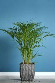 Areca Palm Care How To Grow Dypsis Lutescens Smart Garden Guide In 2020 Areca Palm Care Smart Garden Areca Palm