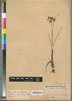 Image result for Pycreus nitidus