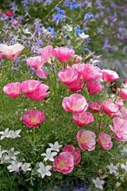 Plant these exceptionally drought tolerant flowering bulbs and plants and enjoy an easy care garden filled with color and fragrance! Pink California Poppy Drought Resistant And Thus Good For My Area Full Sun Perennial Usda Zones 9 10 Annual E Plants California Poppy Beautiful Flowers