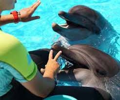 If you are a working dolphin trainer you know that everyone wants to ask you how to become a dolphin trainer. How To Become A Dolphin Trainer Jobmonkey Com