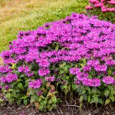 Image result for Monadenium laeve