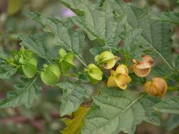 Image result for Nicandra