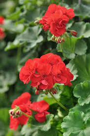 Options abound for sunny spots in your garden. Flowering Annuals For Your Long Island Garden New Varieties
