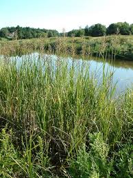 Image result for Galopina circaeoides