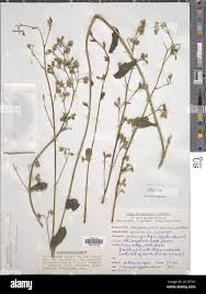 Image result for Talinum portulacifolium