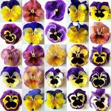 Collage507 Jpg Image Pansies Flowers Pansies Flower Painting