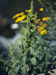 No need to register, buy now! Redroot Pigweed Cornell Weed Identification