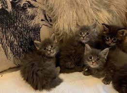 Registered purebred maine coon breeder in wa, united states. Tica Maine Coon Rainbolt Cattery Dom And Sterling Male Female Maine Coon Cats For Sale In Texas United States Profile Id 19994