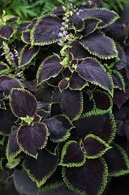 Image result for Coleus buchananii