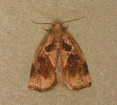 Image result for Archips rosanus