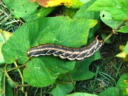 Image result for Convolvulus ocellatus