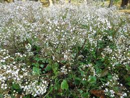 Image result for Valerianaceae