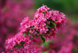 Identification of flowering shrubs and bushes. 14 Best Flowering Shrubs Beautiful Bushes With Flowers Garden Design
