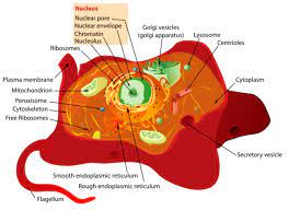The animal cell flagella and what does it do. What Are The Differences Between Animal And Plant Cells Owlcation
