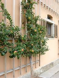 Ebay.com has been visited by 1m+ users in the past month Apple Espalier Trees