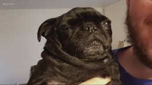 Your search returned the following puppies for sale. Oregon Humane Society Seeks Return Of Lost Pug Named Lady Kgw Com