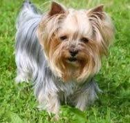 Cute yorkie haircuts for your puppy. Different Yorkie Haircut Styles Yorkshire Terrier Information