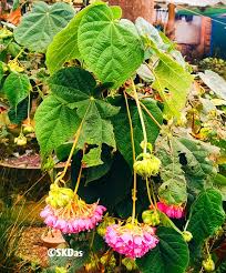 Image result for Dombeya torrida