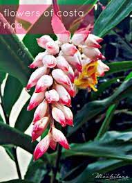This is a stock photo: 40 Flowers Of Costa Rica Ideas Flowers Colorful Flowers Costa Rica