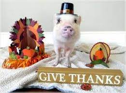 60% off with code xmasjuly2021. Happy Thanksgiving From Mini Pig Oscar Mini Pig Happy Thanksgiving Cute Piggies