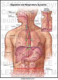 Digestive And Respiratory Systems Medical Exhibit Medivisuals
