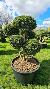 Image result for Buxus