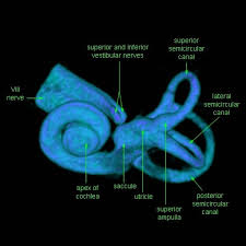 Great Images Of Ct And 3d Scans Of The Inner Ear There Are 3d Images Of Cochlear Implants It Has Humans And Animal Scans Cochlear Implant Audiology Cochlear