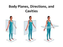 What are the major body planes? Body Planes Directions And Cavities