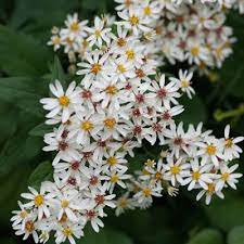 The Beauty And Pollinator Benefits Of Asters And Goldenrods Wild Seed Project