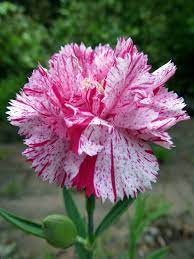 Red And White Striped Carnations Means A Refusal Carnation Flower Flowers Perennials Rare Flowers