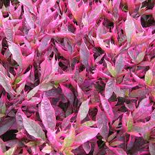 Image result for Alternanthera tenella