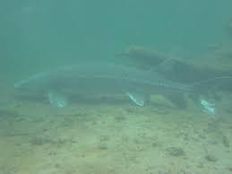 Der weiße stör (acipenser transmontanus) ist eine fischart aus der familie der störe my beluga (huso huso), adriatic (acipenser naccarii) and white (acipenser transmontanus) sturgeon in the. White Sturgeon Acipenser Transmontanus Species Profile