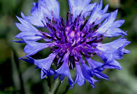 Flower Facts Edible Flowers Flower Blog Edible Flowers Plants Wild Flowers