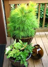 5 Beispiele Fur Winterharte Balkonpflanzen Winterharte Balkonpflanzen Balkon Pflanzen Pflanzen