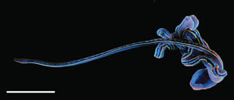 Image result for Asplenium markusbeckeri